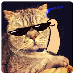 猫咪摘眼镜耍酷在喵gif动图_动态图_表情包下载_soogif