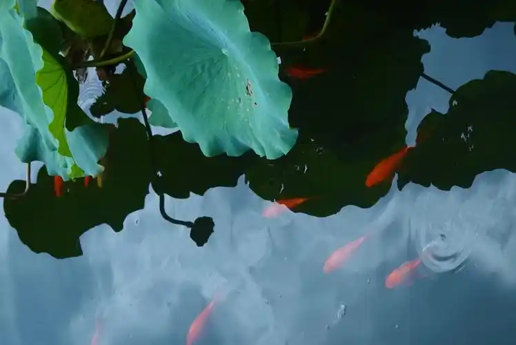 在天堂里逛菜场