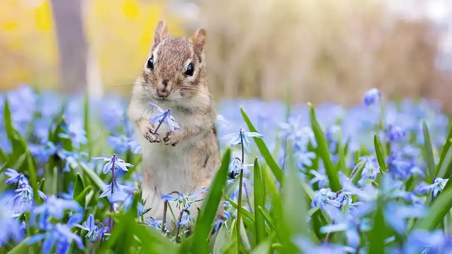 壁纸可爱有趣金花鼠图片-动物壁纸 - 壁纸家