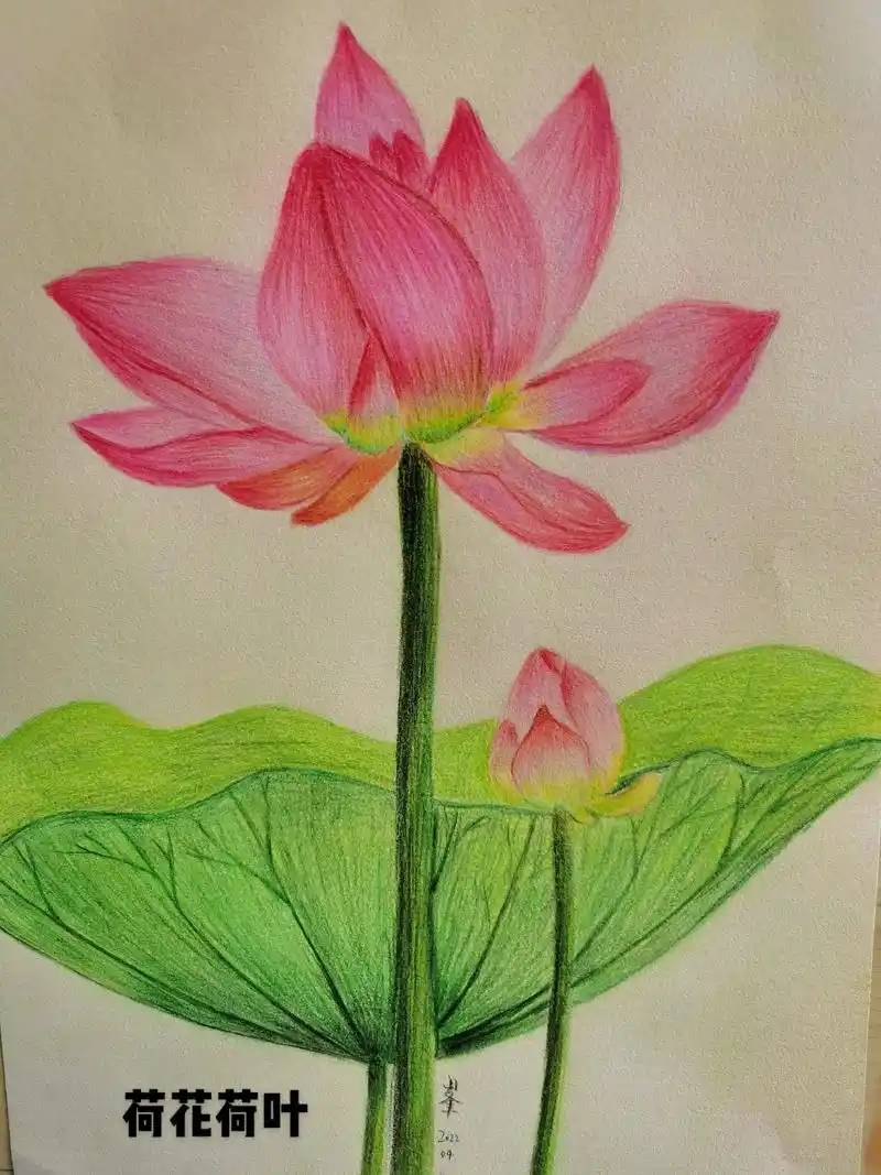 画画 #彩铅#素描#荷花#荷叶 可以画小一些,画太大太费时 - 抖音