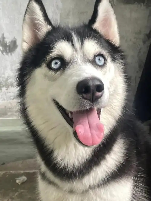 谁能拒绝一只爱笑的哈士奇呢