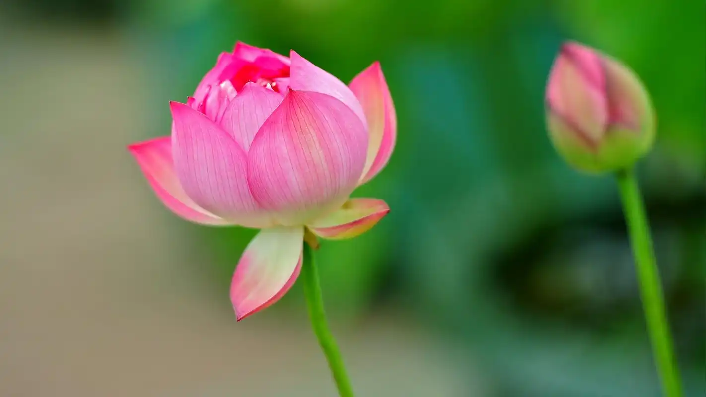 娇艳欲滴的荷花图片电脑桌面壁纸下载高清大图预览1920x1080_植物壁纸