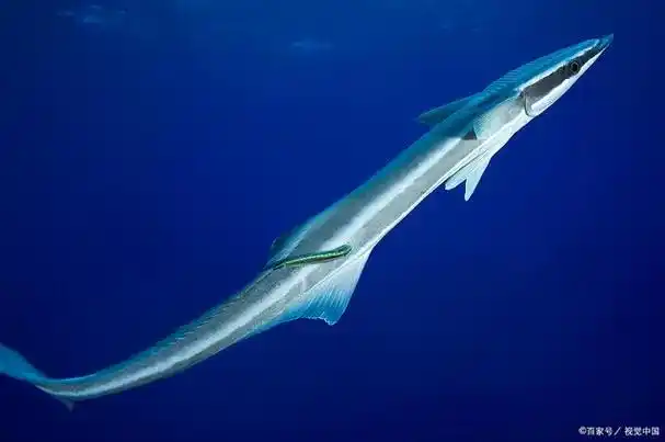 剑鱼(又称旗鱼)是一种壮观的海洋鱼类,被广泛认为是速度最快的鱼类之