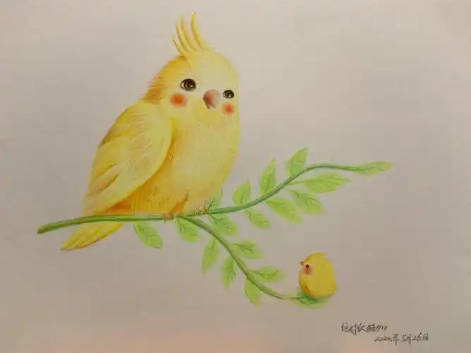 彩铅小鸟