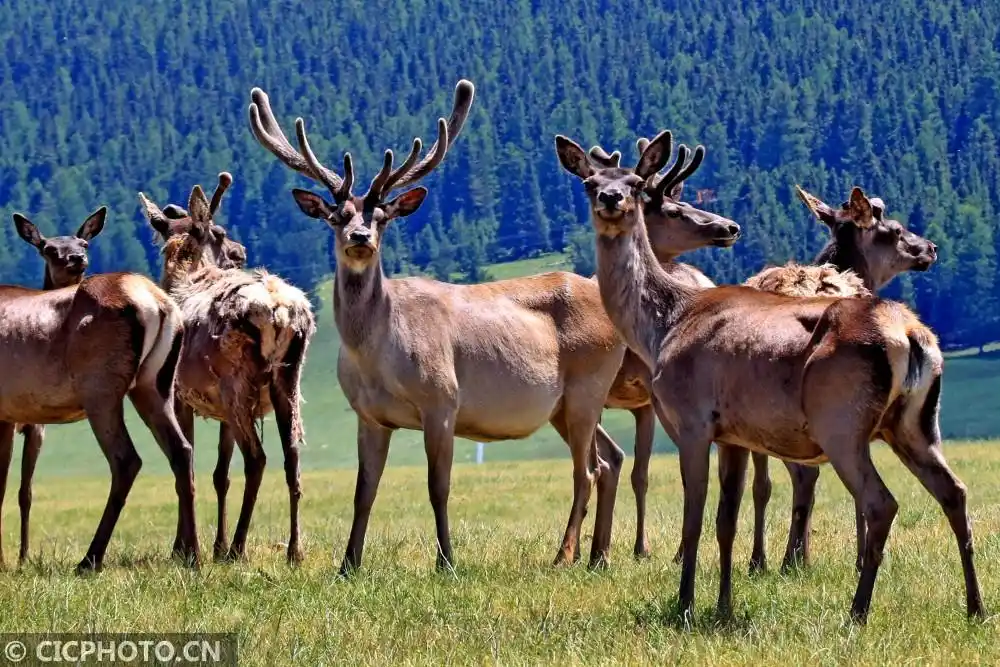 成群马鹿靓草原