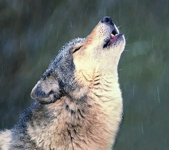 披着狼皮的羊生如蝼蚁