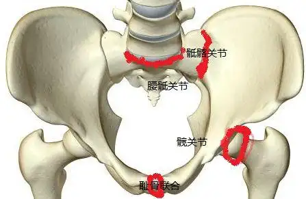 的骨性标志词髋骨上密集的骨性标志骨盆的不同面围成一个骨盆骶尾骨