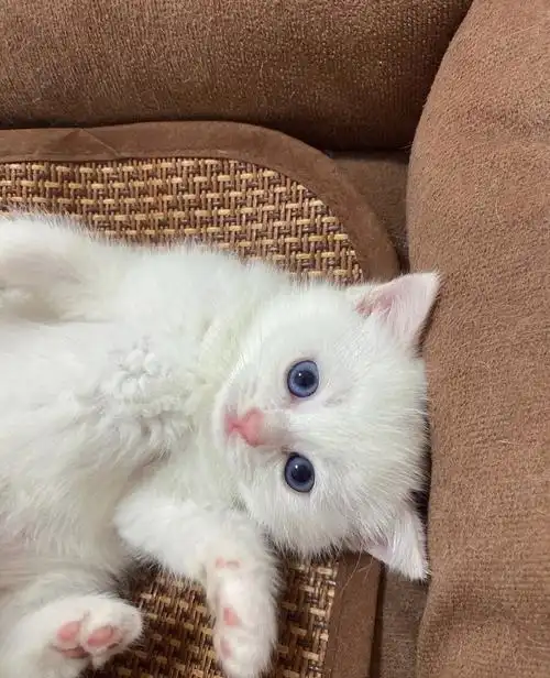 纯白英短求带走