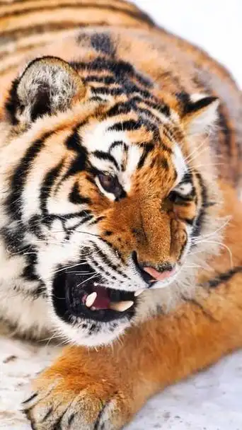 网易首页>网易号>正文申请入驻>360_640竖版 竖屏