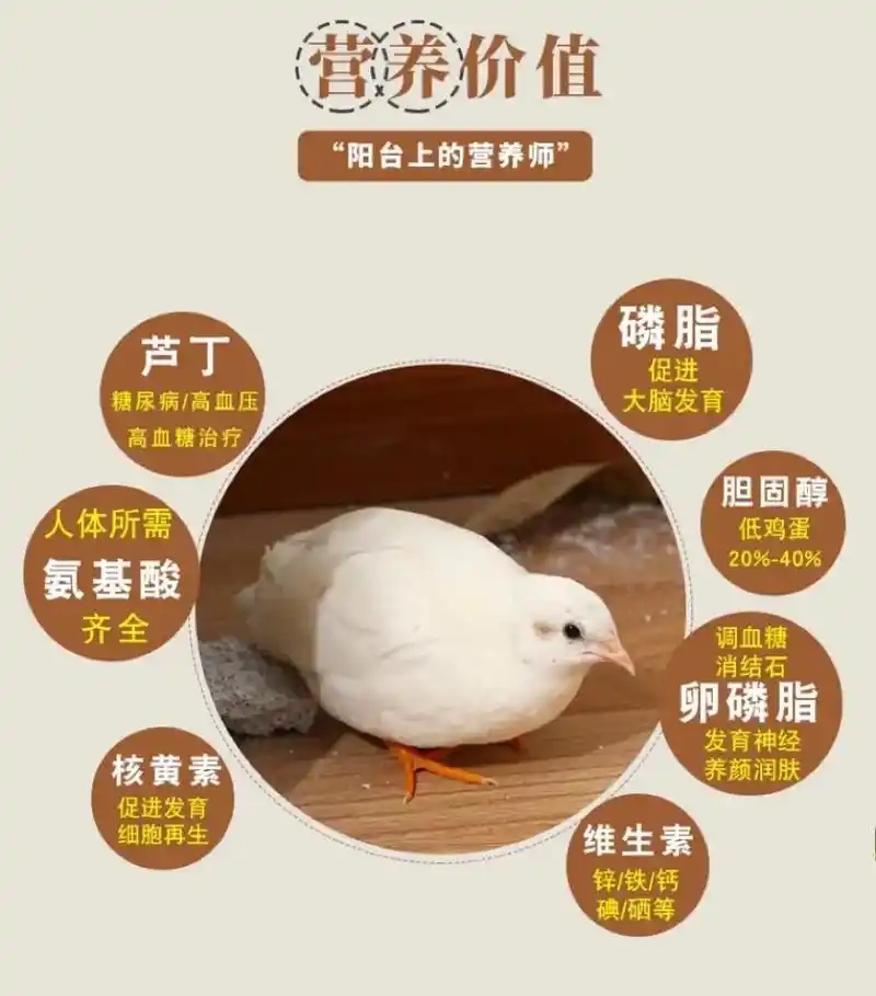 芦丁鸡科普小知识.