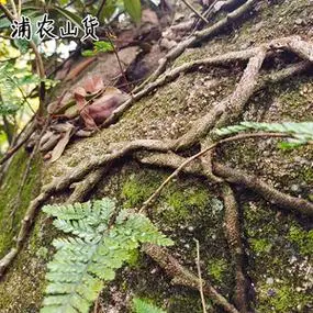 现采白毛骨碎补野生阴石蕨新鲜岩蚕中药材石蚕石蚯蚓老鼠尾500g