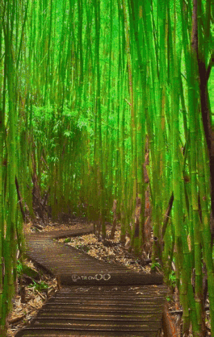 309_486竖版 竖屏gif 动态图 动图