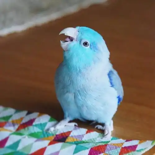一只拥有蓝色羽毛自带仙气的鹦鹉,这颜值也太高了吧!