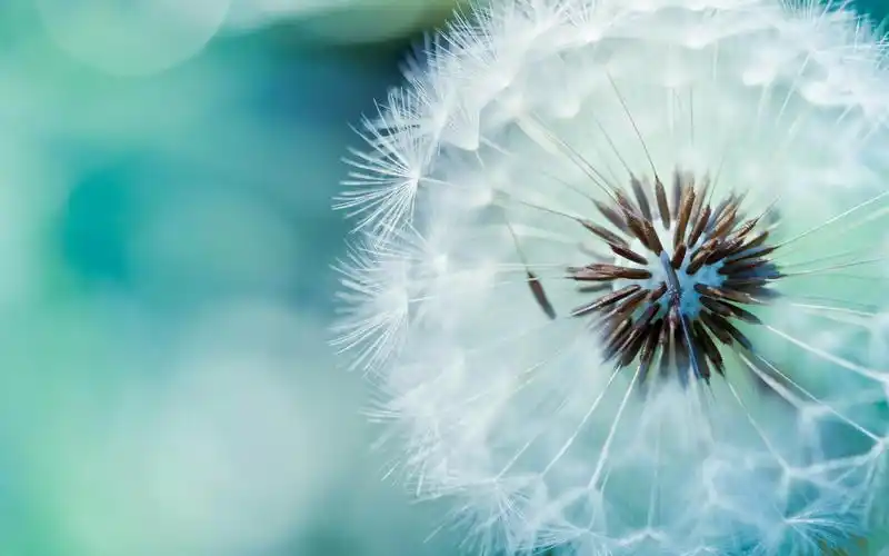 蒲公英桌面壁纸