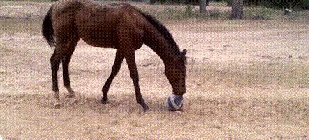 搞笑逗比萌宠搞笑动物gif动图_动态图_表情包下载_soogif