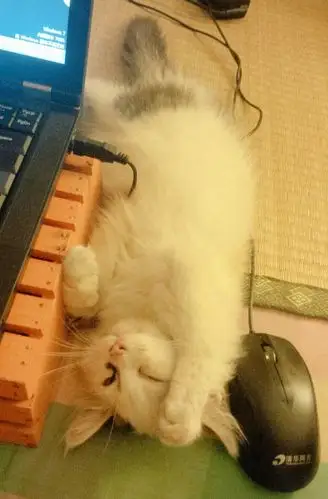 你是喜欢可爱的猫,还是喜欢调皮的猫呢?