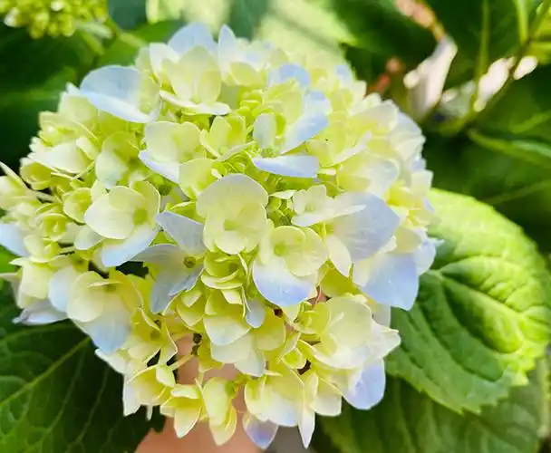 不同颜色绣球花的花语