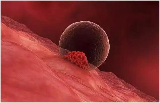 俄罗斯试管婴儿科普之卵子有多大,排出只能存活48小时?