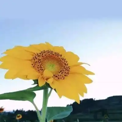 2020最新头像大全风景 - 女生头像风景图片 唯美自然风景图片 - 实验