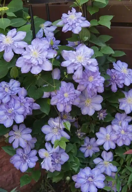 颜值很高的铁线莲蓝色风暴养护简单三季有花看你值得拥有