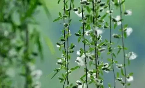 柳絮满天飞,行人很"受伤",过敏