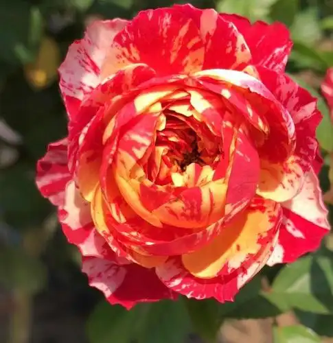 夏季养什么月季,盘点那些花期久又耐热的月季,好看好养耐高温