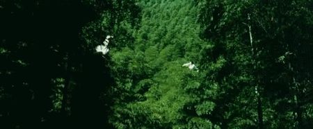 看过电影《卧虎藏龙》的人,多会被李慕白与玉娇龙在竹林中追逐打赌乔