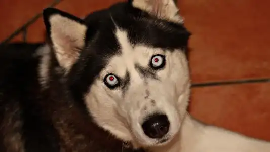 惊讶的眼睛,黑色和白色的皮大衣,小狗