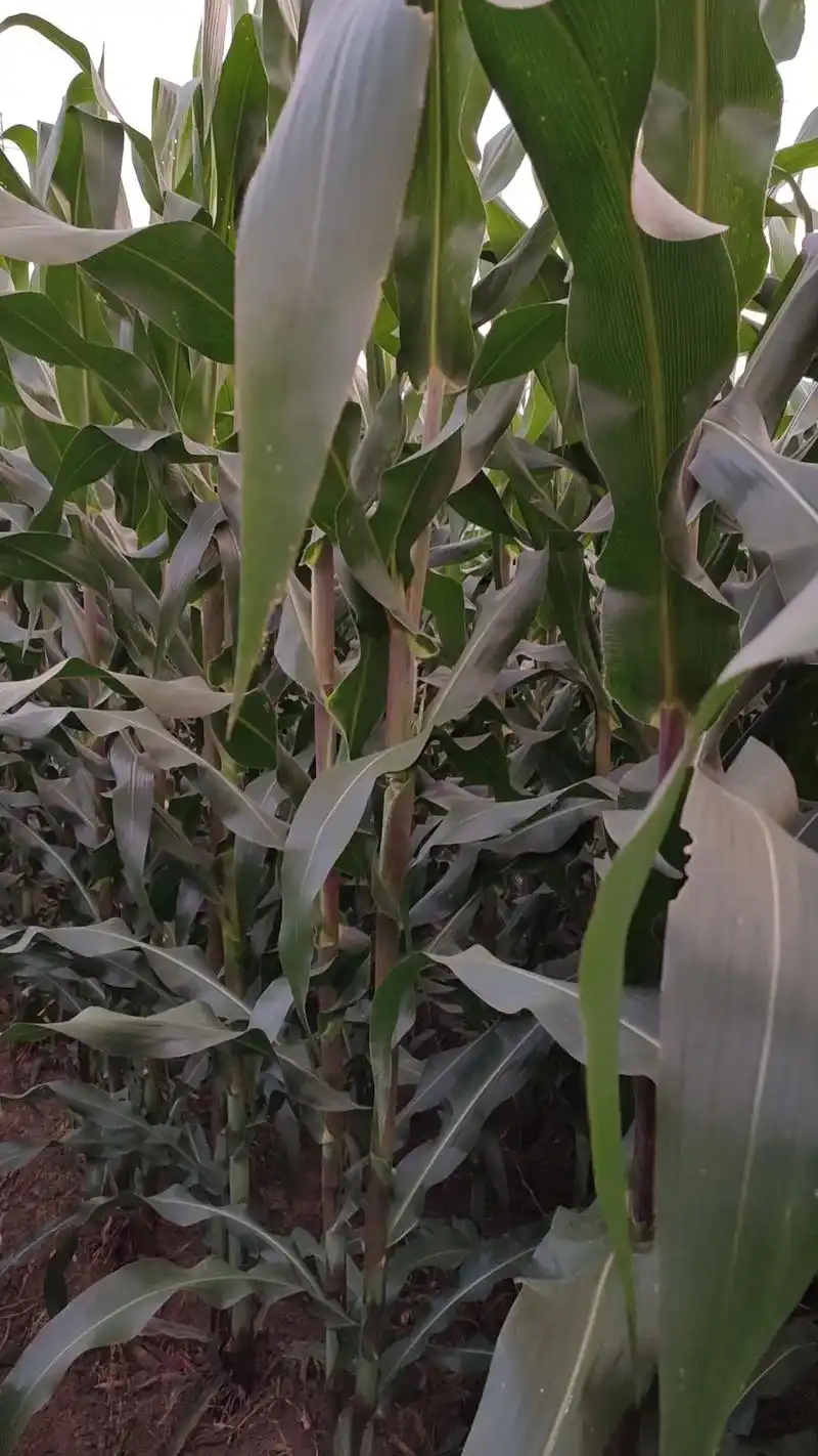 云南豪秋玉种业玉米新品种(缘玉8号)紫叶,紫苞,紫杆,紫天花 - 抖音