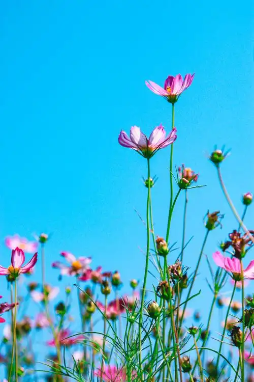 北京七孔桥花海