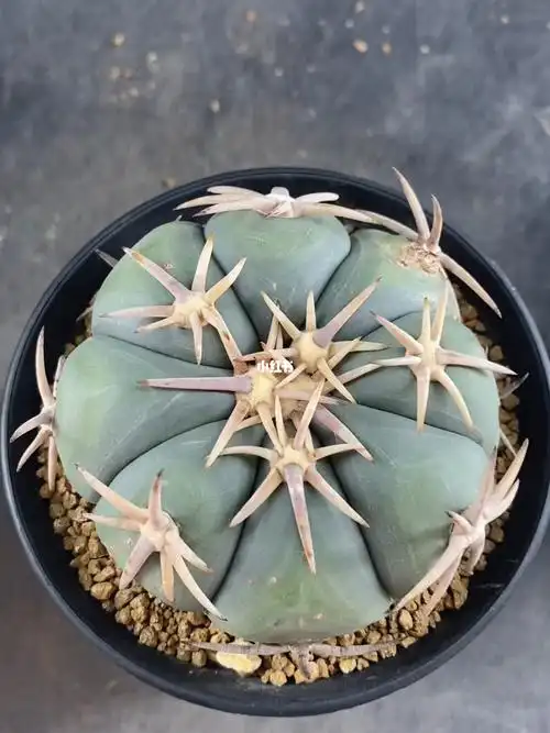 平丸系仙人球闲庭漫语