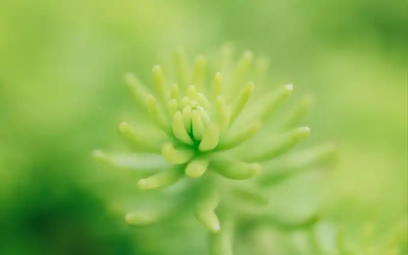 【尼康z5   z mc 50mm f2.8】是50微距也是50标准定焦 part 1