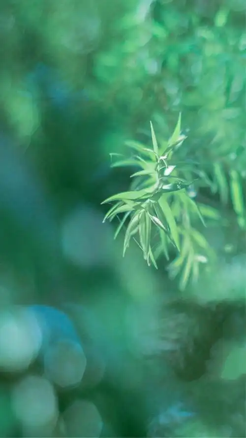 【收藏】护眼壁纸聊天背景