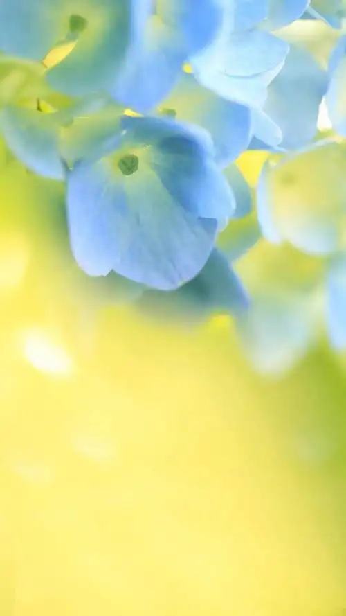 唯美淡雅植物花朵小清新手机壁纸