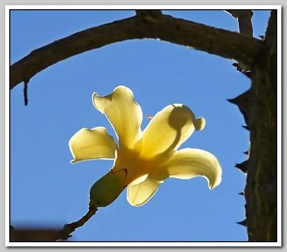 白色的异木棉花