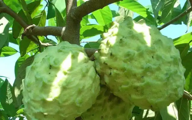 盘点南方最冷门的几种水果作为南方人的我只吃过最后两种