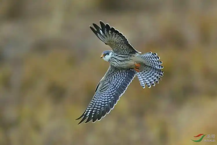 一组飞翔中的阿穆尔隼mm (拍于内蒙)