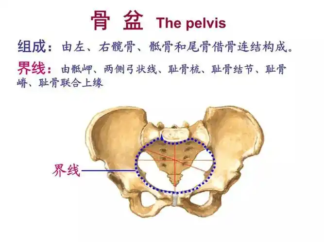 屁股大=好生养?