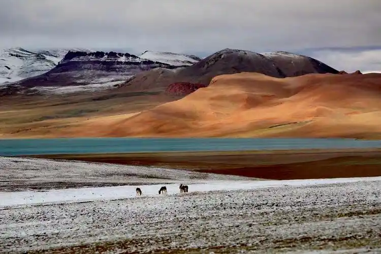 走进西藏(4)……精灵的乐园～藏北羌塘/可可西里无人区