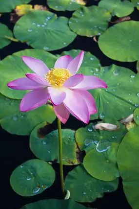 荷塘莲叶水珠与盛开的荷花