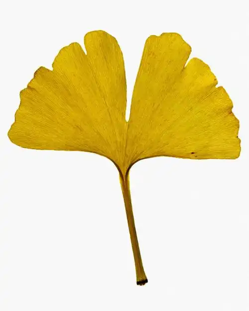 无人,竖图,俯视,特写,白色背景,美景,银杏树,叶子,科学,景观,一个