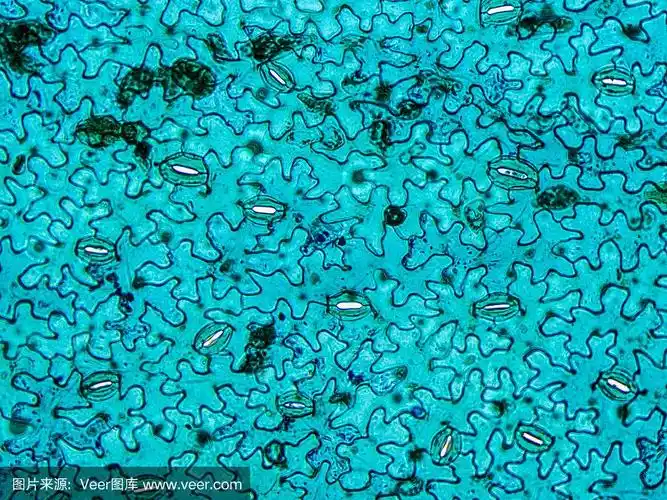 显微镜下的蚕豆叶图案