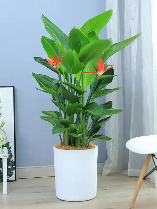 十博体育在线——绿植租摆-办公楼摆花-天堂鸟