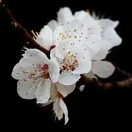 淡雅丁香花图片2018-06-30 08:12:14牵牛花微信图片图头像 美丽的牵牛