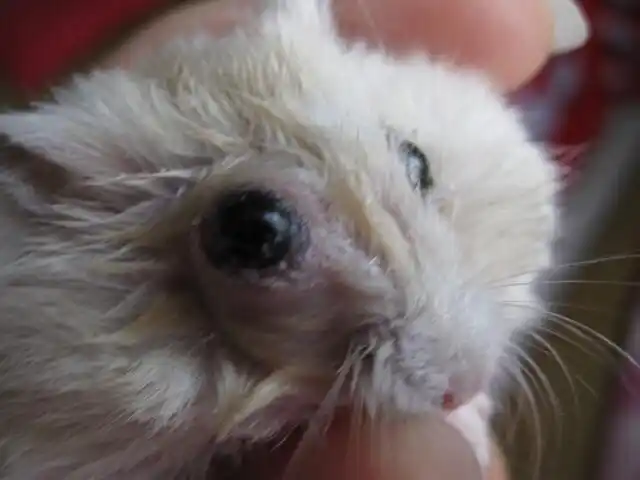 我朋友家的仓鼠有一只眼睛不知道怎么了严重地肿了,实在是太可怜了,我