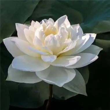 莲花图片头像大全 修行人静心修心莲花淡雅禅意图片头像_微信头像