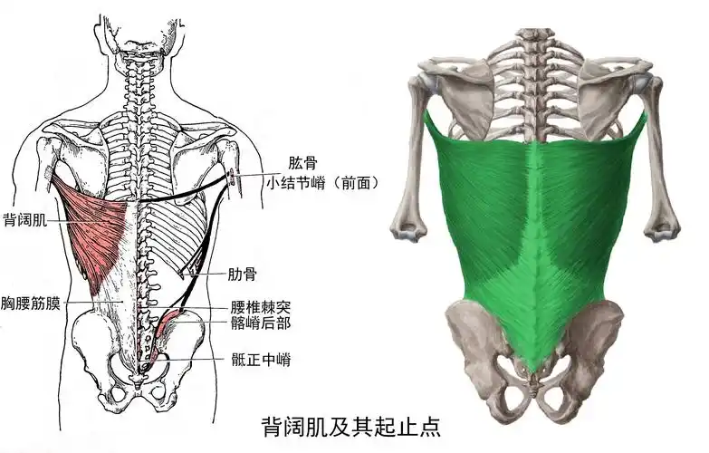 背阔肌的覆盖面积大,起点非常广泛.