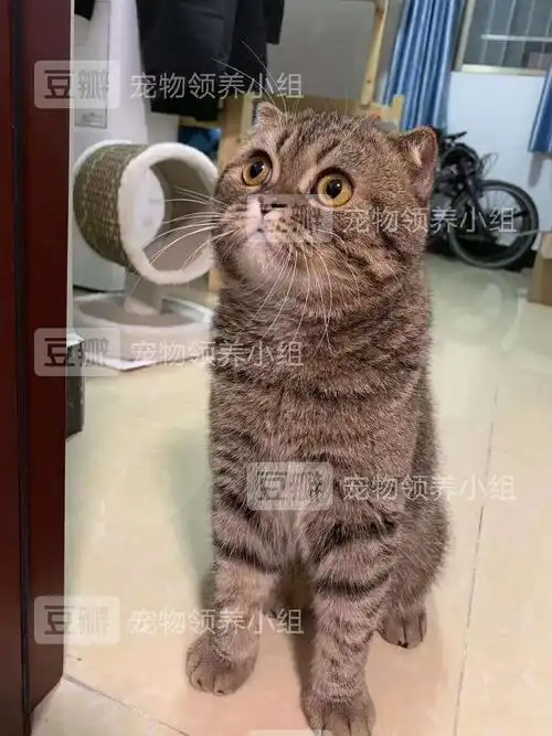 广州领养/炒鸡可爱英短串 狸花猫