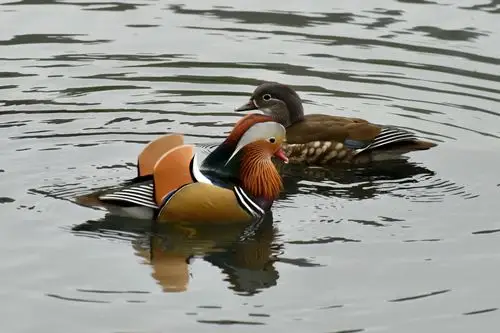 西湖中秀恩爱的鸳鸯