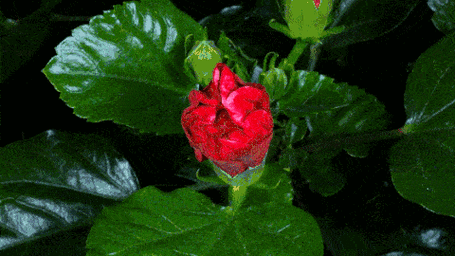 惊艳100个花开瞬间美到极致